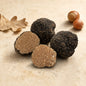 Fresh Tuber uncinatum autumn black truffle with rough black texture and seasonal ingredients